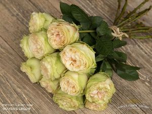 ROSE MAYRA S GREEN 50